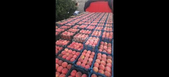 الفواكه الجافه و الطازجه ارخص سعر و اعلي جودة توصيل لكل انحإ العراق - 8