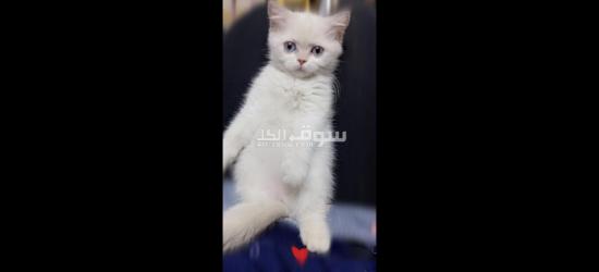 قطة للبيع - 2