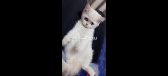 قطة للبيع - 3