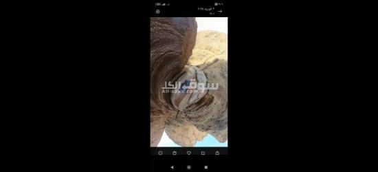 زيارة وادي توبيرون - 5