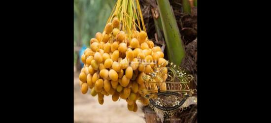 Wholesale DATE'S With the Best Quality and Price Without Intermediaries From Iran per 100 Kgr - 20